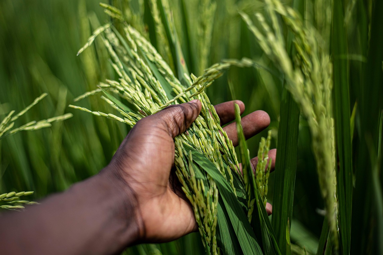 A hand holding green rice stalks in a field